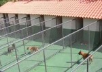 hotel-para-animais-itaquera-1420743360