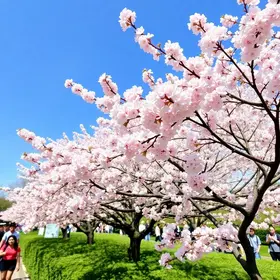 Sakura Matsuri